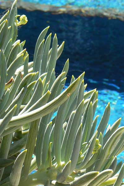 Pool Garden